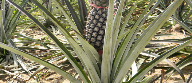 La bromélaine pour stopper l'inflammation