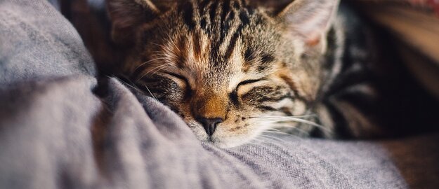 Les meilleures plantes pour dormir