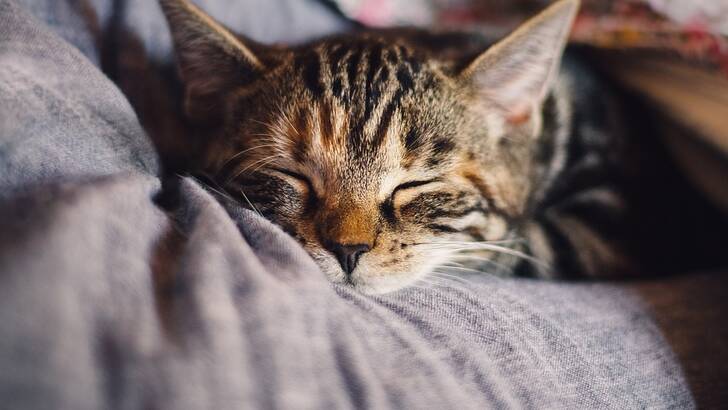 Les meilleures plantes pour dormir