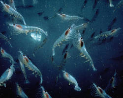L’huile de krill, plus efficace que celle de poisson
